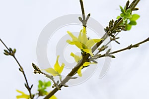 Yellow flowers branch forsythia europaea