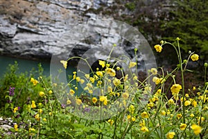 Yellow flowers branch on green grass background. Ranunculus acris, meadow buttercup