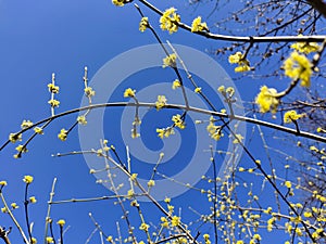 Yellow flowers in a branch if the tree in the blue sky