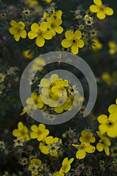 Yellow flowers on branches and bright beautiful small ones on a very blurry background