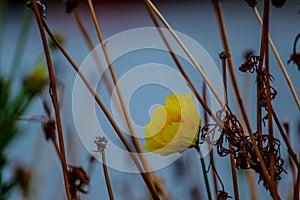 Yellow flowers