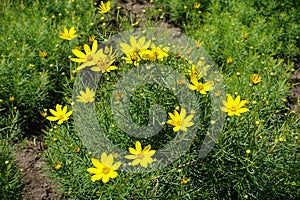 Yellow flowers and buds of Coreopsis verticillata