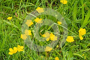 Yellow flowers of bulbous buttercup, ranunculus bulbosus, also known as st. anthony's turnip, Netherlands