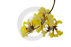 Yellow flowers bunch tree twig of Tabebuia or golden trumpet tree Handroanthus chrysanthus the tropical forest deciduous