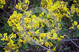 Beautiful yellow flowers on a bush branch. Cytisus scoparius, the common broom or Scotch broom