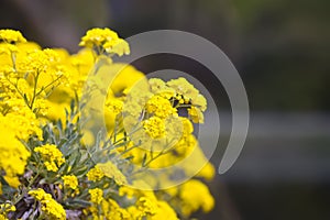 Yellow flowers on bush in a spring park. Alyssum saxatile plants