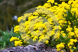 Yellow flowers on bush in a spring park. Alyssum saxatile plants