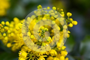 Yellow flowers on bush in a spring park. Alyssum saxatile plants