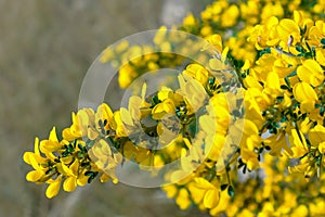 Yellow flowers on a Bush with thorns. Calicotome villosa. Greece.