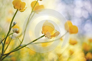 Yellow flowers of a buttercup