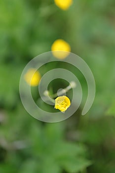 Yellow flowers, buttercup on a green background