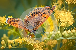 Yellow flowers and butterfly in the summer day. Close up.