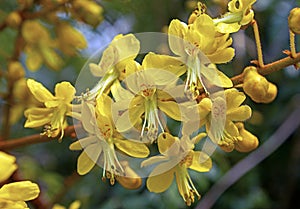 Yellow flowers of Caesalpinia crista L.