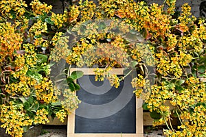 Yellow Flowers of calanchoe