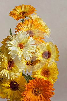 Yellow flowers calendula