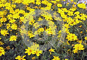 Yellow flowers called Bidens in spring