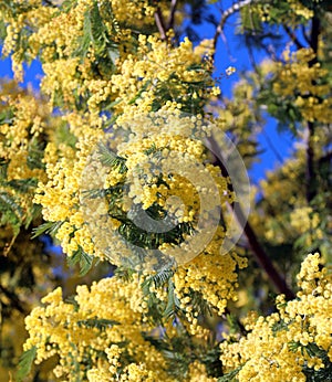 Yellow flowers called Mimosa of Acacia Tree also called Wattles