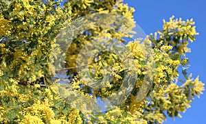 Yellow flowers called Mimosa of Acacia Tree also called Wattles