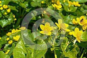 Yellow flowers of Caltha palustris marsh-marigold or kingcup, close-up