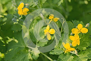 Yellow flowers of celandine Chelidonium among green foliage on a warm sunny day. Medicinal plant with healing properties. weed