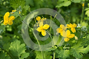 Yellow flowers of celandine Chelidonium among green foliage on a warm sunny day. Medicinal plant with healing properties. weed