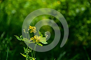 Yellow flowers of Celandine Chelidonium majus L. in the spring in the foresto n bright green bokeh background