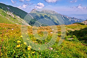 Yellow flowers in Cervene vrchy mountains in the border of Poland and Slovakia