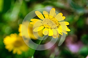 Yellow flowers chamomile dye in the garden, anthemis tinctoria