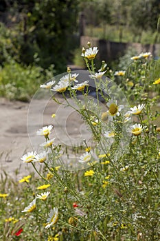 Yellow flowers Chrysanthemum coronarium grows in a meadow