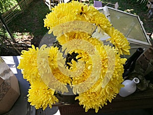 Yellow flowers of chrysanthemum in garden on sunny day, Beautiful blooming potted mums flower decorate on the wooden table, top vi