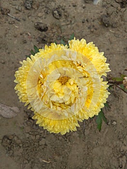 Yellow Flowers Chrysanthemum Morgana Mums photo