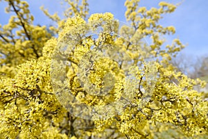 yellow flowers of Ciliegia corneliana, cornel, dogwood, Cornus mas, Cornus officinalis closeup across blue sky