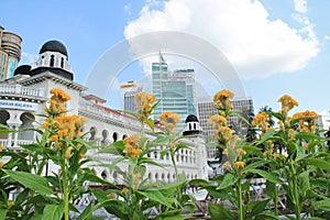 Yellow flowers with the city
