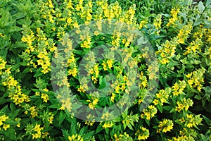 Yellow flowers in city park summer background