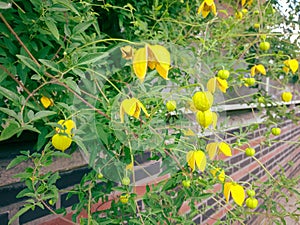 Yellow flowers of Clematis tangutica