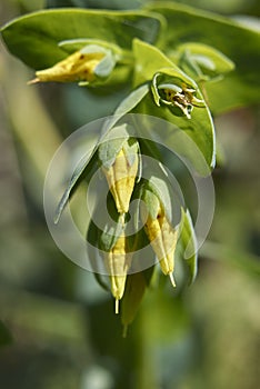 Yellow flowers close up of Cerinthe minor photo