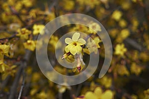 Yellow flowers close up of Jasminum nudiflorum