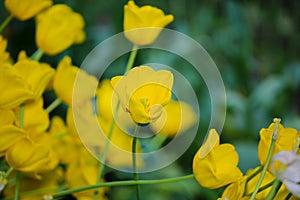 Yellow flowers close up