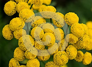 Yellow flowers close up