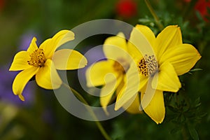 Yellow Flowers Closeup