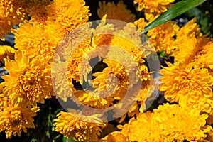 Yellow flowers closeup. Sunny garden detail photo. Summer floral abstract background. Yellow orange daisy