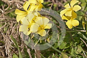 The yellow flowers of a clover with an insect