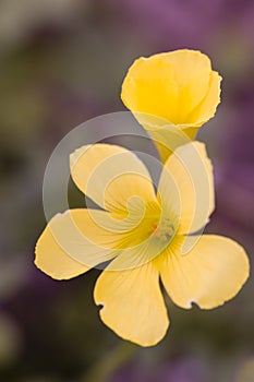 Yellow flowers of clower plants