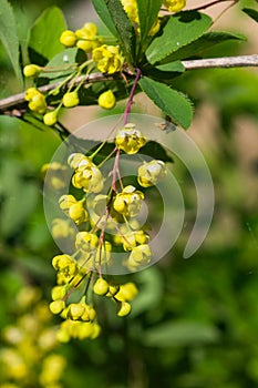 Yellow flowers cluster on blooming Common or European Barberry, Berberis Vulgaris, macro, selective focus, shallow DOF