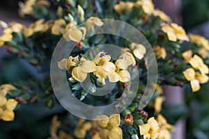Yellow flowers of the cocor bebek plant (Kalanchoe blossfeldiana), with natural blur background