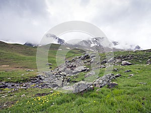 Yellow flowers at col de vars in the french alps in haute provence