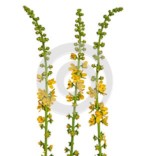 Yellow flowers of Common agrimony isolated on white, Agrimonia eupatoria
