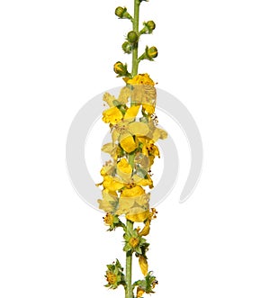 Yellow flowers of Common agrimony isolated on white, Agrimonia eupatoria