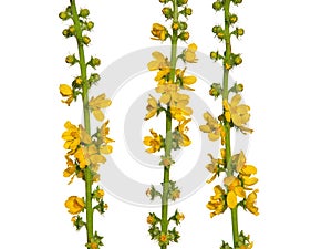 Yellow flowers of Common agrimony isolated on white, Agrimonia eupatoria