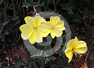 Yellow flowers of common Evening Primrose.